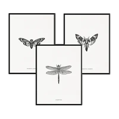 Insectos